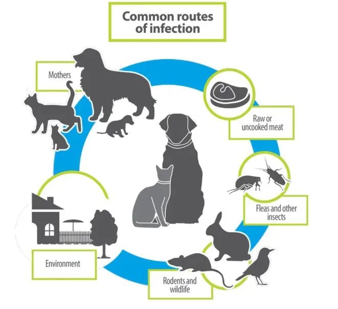 DEWORMING - The City Vet Shop