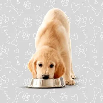 Dog Dry Food - The City Vet Shop