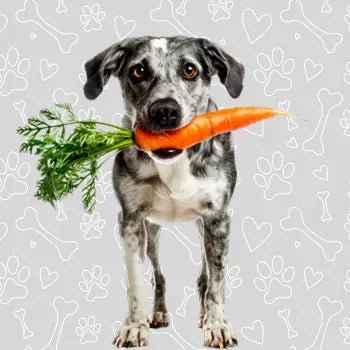 Dog Healthy Food - The City Vet Shop