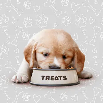 Dog Treats The City Vet Shop