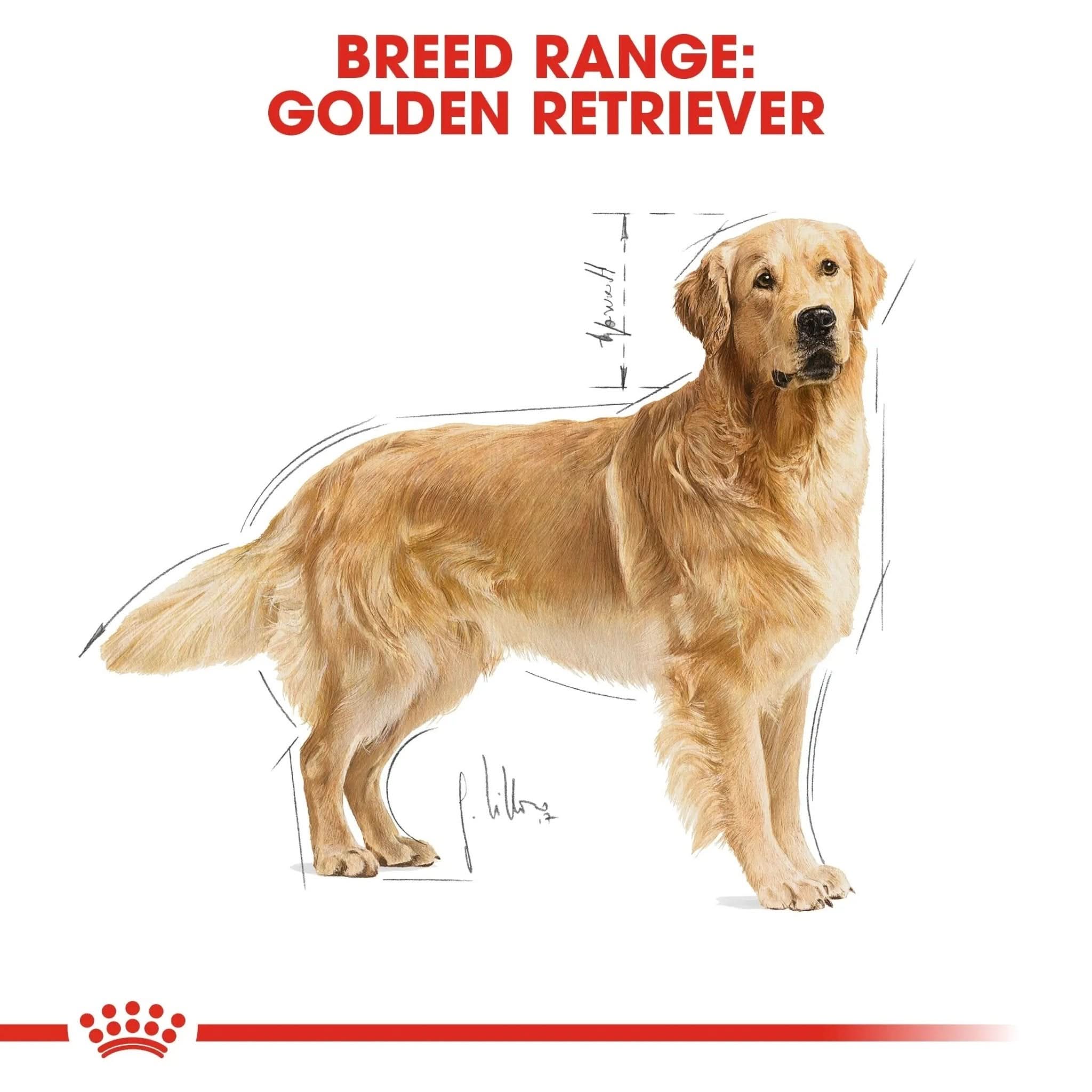 Breed Health Nutrition Golden Retriever Adult 12 KG - The City Vet Shop