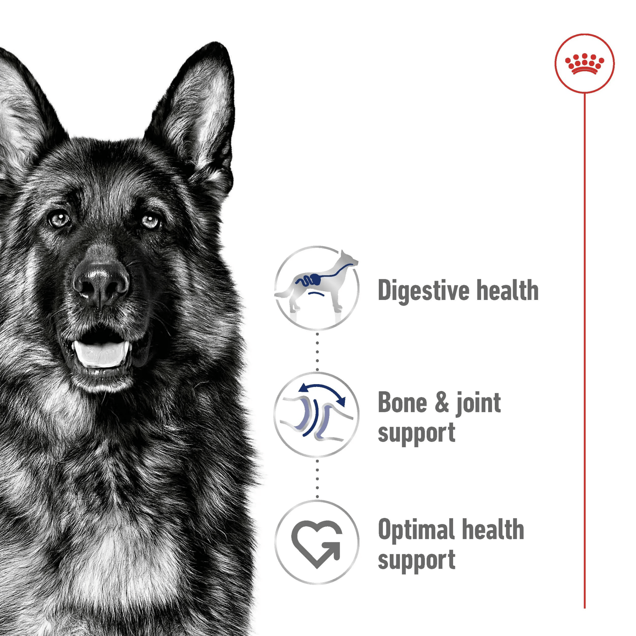 Size Health Nutrition Maxi Adult 10 KG - The City Vet Shop