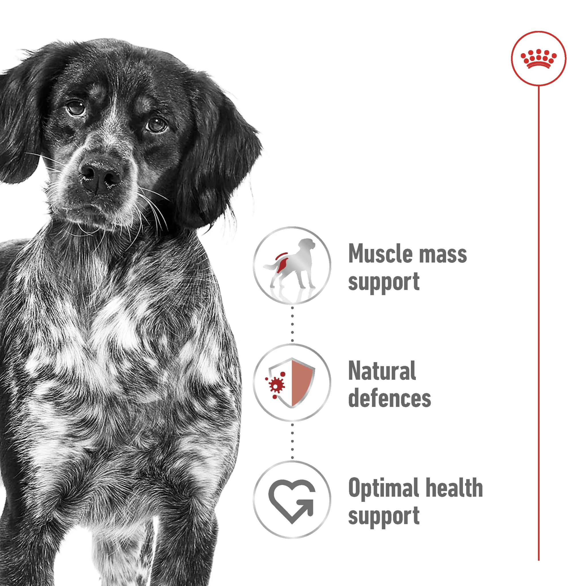 Size Health Nutrition Medium Adult 4 KG - The City Vet Shop